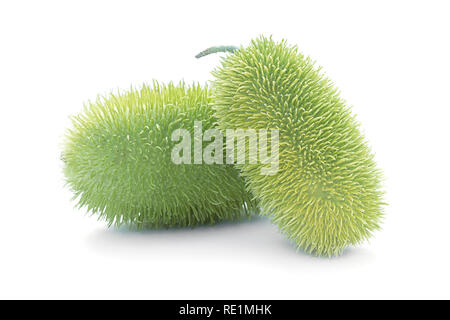 Hedgehog groud or wild cucumber (Cucumis dipsaceus), African wild cucumber, ornamental exotic vegetable Stock Photo