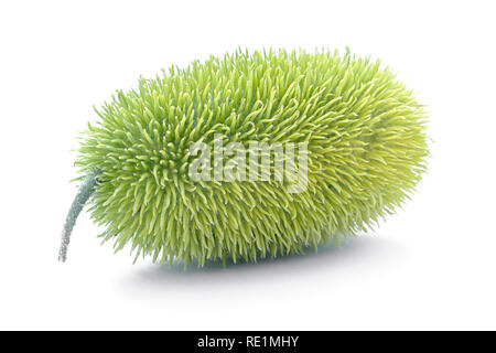 Hedgehog groud or wild cucumber (Cucumis dipsaceus), African wild cucumber, ornamental exotic vegetable Stock Photo