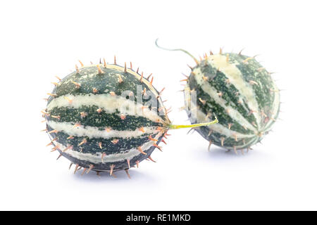 Paddy melon (Cucumis myriocarpus), wild spiny cucumber, exotic ornamental vegetable Stock Photo