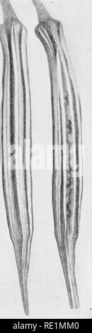 . College botany; structure, physiology and economics of plants. Botany. Fig. 209.—Pods of okra or gumbo in green and ripe stages.. Please note that these images are extracted from scanned page images that may have been digitally enhanced for readability - coloration and appearance of these illustrations may not perfectly resemble the original work.. Cook, Melville Thurston, 1869-1952. Philadelphia and London, J. B. Lippincott Company Stock Photo