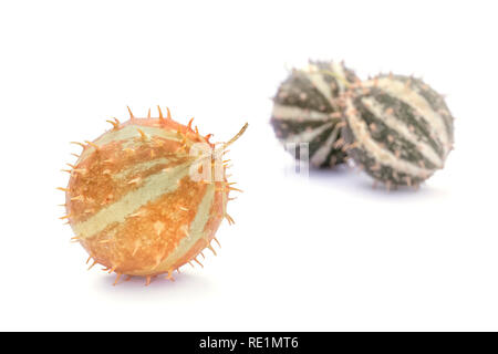 Paddy melon (Cucumis myriocarpus), wild spiny cucumber, exotic ornamental vegetable Stock Photo