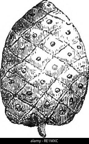 . A history of the vegetable kingdom; embracing the physiology of plants, with their uses to man and the lower animals, and their application in the arts, manufactures, and domestic economy. Illus. by several hundred figures. Botany; Botany, Economic; 1855. THE FRUIT AND ITS ENVELOPES. 97 posite seams, to which the seeds are alternately attached. It is said to be siliculous, if the trans- verse and longitudinal diameters are equal or nearly so, as in thlaspi, fig. a; and siliquose, if the longitudinal diameter exceeds the transverse, so as to give to the pod the oblong figure, as in cfieiranth Stock Photo