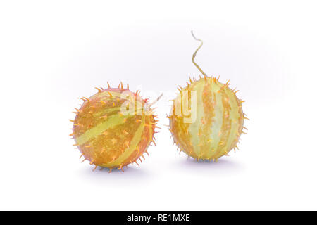 Paddy melon (Cucumis myriocarpus), wild spiny cucumber, exotic ornamental vegetable Stock Photo