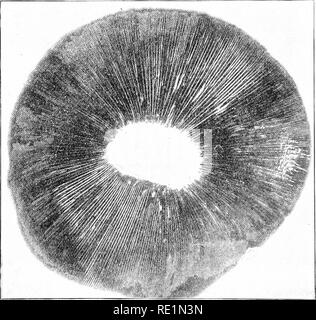 . Elementary botany . Fig. 438. Agaricus campestris ; plant in natural ...