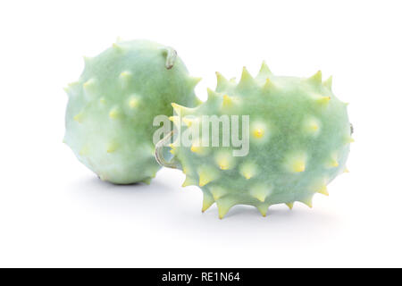 Cucumis carolinus,  African wild spiny cucumber, exotic ornamental vegetable Stock Photo