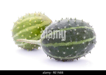 Cucumis  prophetarum canoxii,  wild spiny cucumber, exotic ornamental vegetable Stock Photo