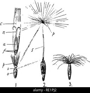. Agricultural botany, theoretical and practical. Botany, Economic; Botany. 472 COMPOSITE structure, the tip of which is notched (3, Fig. 147)- A corolla of this form is described as ligulate. The rest of the parts are similar to those of the disk florets. Both the ray florets and the disk florets are sessile upon a short, thick button-shaped axis which is designated the receptacle of the capitulum, an unfortunate term likely to be confused with the receptacle of a flower, with which however it has nothing to do. A large number of genera, the species of which have capitula composed of tubular  Stock Photo