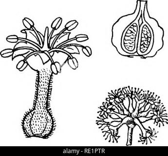 . A manual of Indian botany. Botany. CALYCIFLOR^ 217 2 whorls inserted on the tube or Hmbs of the superior calyx. Ovary inferior, i-celled. Fruit indehiscent, drupaceous or leathery. Seed solitary, exalbuminous. Chiefly tropical. The common plants are deshi- badam or Country Almond (Terminalia Catappa); the kernel of its nut is edible, and the thick pericarp is full of air-chambers; this makes the fruits light and impervious to water, so that they are disseminated through the agency of running water without any harm to the germinating power of the enclosed seeds. Bats also help in the distribu Stock Photo