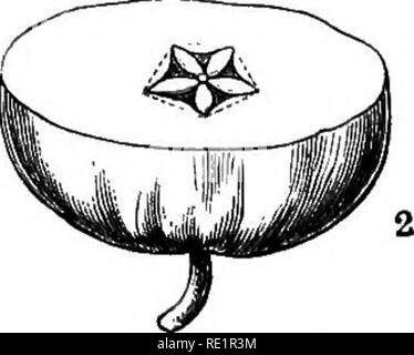 . A manual of Indian botany. Botany. Fig. 132.—I, Longitudinal, and 2. Transverse Section of Apple A, Seeds. B, Carpels. ^., Withered calyx-lobes, d, Fleshy thalamus. fruit is the jug-shaped thalamus, and the real fruits line the inner wall of the jug, and look like so many. Please note that these images are extracted from scanned page images that may have been digitally enhanced for readability - coloration and appearance of these illustrations may not perfectly resemble the original work.. Bose, G. C. London, Blackie &amp; Son Ltd. Stock Photo