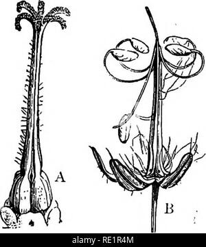 . A manual of Indian botany. Botany. DISPERSION OF SEEDS 147 vegetation on isolated coral islands of the Laccadives and Maldives is due to the possession of such devices in the coats as have been described above. The first vegetation that covers the face of islands newly raising their heads above the surface of the ocean is no doubt due to wind- and water-transported seeds of flowering plants and spores of flowerless ones. &lt; Many fruits burst with a sudden jerk or explosion, so as to scatter the seeds to a great distance. Dopati (see fig. 79), amrul, bharenda or €astor-oil, and sheuli are v Stock Photo