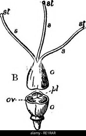 . A manual of Indian botany. Botany. T&gt; Fig-. 89.—Forms, &amp;c., of Pistil A, Apocarpous, b. c, Syncarpous. o, Ovary; 5, styles; si, Btig-ma: J&gt;1, placenta; ov, ovules; rf, dorsal, and v ventral sutures, sessile. The ovary encloses one or more ovules, which, as already mentioned, are destined to form seeds, and the ovary when mature is known as the fruit. In the majority of flowering plants the carpel- lary leaf forms a closed chamber, the ovary, enclosing the ovules and seeds within. These flowering plants are therefore known as angiospermia or covered- seeded plants, as opposed to a s Stock Photo