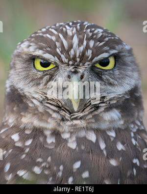 Closeup portrait of a burrowing owl in Marco Island, Florida Stock Photo