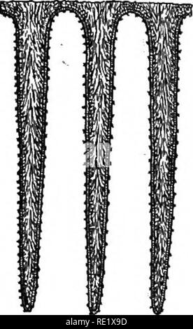 . Practical botany. Botany. THE BASIDIUM FUNGI (BASIDIOMYCETES) 249. Fig. 203. Gills of a toadstool On the faces of the gills the spores are formed. Seven and one-half times natural size. AfterBuller end of the stalk {stipe) (Fig. 20:^). As the pileus opens, it is joined to the:fetallv beneath by means of a layer of hyphae (the veiV). This in some species, in breaking away from the pileus, forms a ring or annidus about the stalk. The underside of the pileus is made up of plate-lilie growths (^gills'), which radiate from the point of attachment to the stalk. The flat surfaces of the adja- cent  Stock Photo