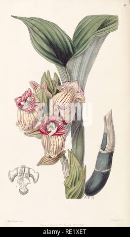 Antique Hand-Colored English Botanical Illustration, Circa 1835 Stock Photo