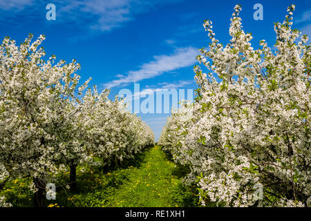 Blooming cherry trees in an orchard Stock Photo