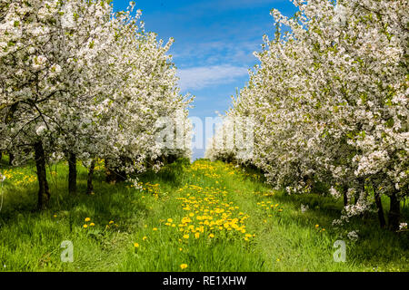 Blooming cherry trees in an orchard Stock Photo