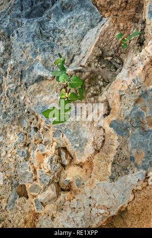 Vertical close-up image of small fig tree with green leaves in dry rocky environment. Plant is growing on yellow and blue gray rock in mountains of Cr Stock Photo