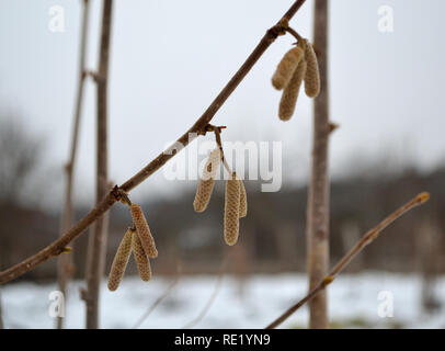Hazel male catkins in the winter, corylus avellana Stock Photo