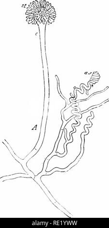 . Micro-organisms and disease. An introduction to the study of specific micro-organisms. Microorganisms. XVIIl] MOULD-FUNGI. Fig. 191.—Aspergillus Glaucus (after De Darv). A. Hypha, the end of which, c, bears sf. The basidia. as Ascogoniun;.. Please note that these images are extracted from scanned page images that may have been digitally enhanced for readability - coloration and appearance of these illustrations may not perfectly resemble the original work.. Klein, E. (Edward), 1844-1925. London, Macmillan and Co. , Ltd. Stock Photo