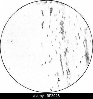 Bacteria micro-organisms disease-causing objects, bacteria, viruses ...