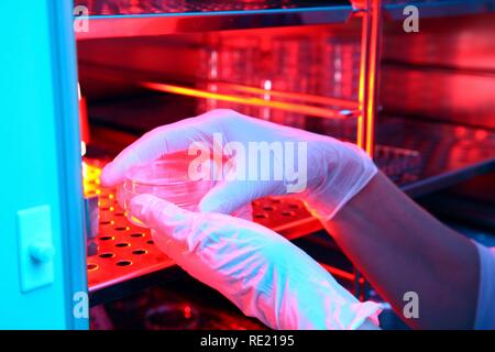 Egg cells in petri dishes in an incubator, artificial insemination, Centre for Reproductive Medicine Stock Photo