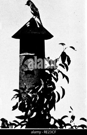 . Golf clubs as bird sanctuaries. Birds; Golf courses. WORTH INVESTIGATING Flwlos by A. A. Allen The Bluebird at the left and the Crested Flycatcher at the right will not come to a golf course unless provision is made for their nesting. These asphaltum roofing paper boxes are simple but effective. The opening is 1^^ inches in diameter and the bo.x measures four by nine inches or larger. Page 48. Please note that these images are extracted from scanned page images that may have been digitally enhanced for readability - coloration and appearance of these illustrations may not perfectly resemble  Stock Photo