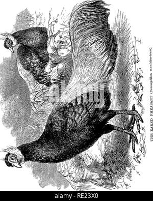 . Pheasants : their natural history and practical management . Pheasants. . Please note that these images are extracted from scanned page images that may have been digitally enhanced for readability - coloration and appearance of these illustrations may not perfectly resemble the original work.. Tegetmeier, W. B. (William Bernhard), 1816-1912. London : H. Cox Stock Photo