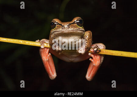 Blue Mountains Tree Frog Stock Photo