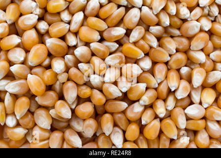 Popcorn maize close up abstract background. Stock Photo