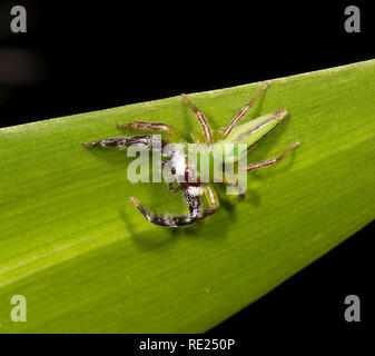 Monkey-faced Jumping Spider (Mopsus mormon) male on foliage, Cairns, Far North Queensland, QLD, FNQ, Australia Stock Photo