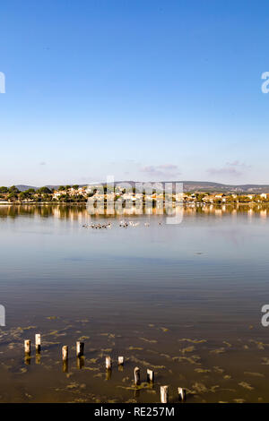 Wild flamingos in calm water of Peyriac-de-Mer in France Stock Photo