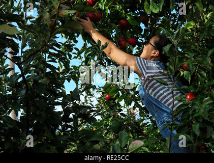 Young woman up in tree picking apples. Stock Photo