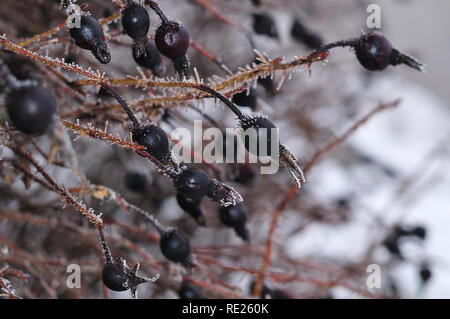 black frozen rose hips with ice crystals on cold winter morning Stock Photo