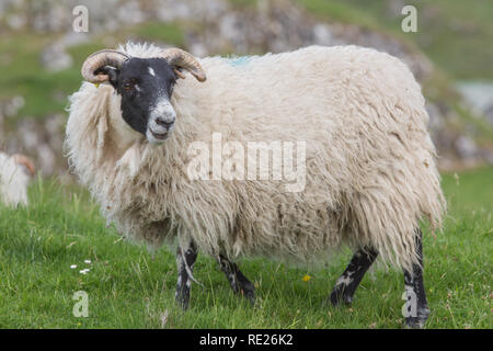 Scottish Blackface Sheep. (Ovis aries). Ewe. Profile. Sideways look. Full fleece. The Island of Mull. The inner Hebrides. West coast of Scotland. Stock Photo