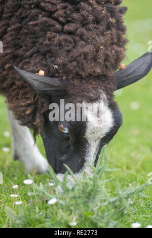 ZWARTBLES, breed, of Sheep (Ovis aries). Dual purpose breed, originating from northern regions of the Netherlands. Here grazing on unimproved pasture on the island of Iona, Inner Hebrides, West Coast of Scotland. Stock Photo