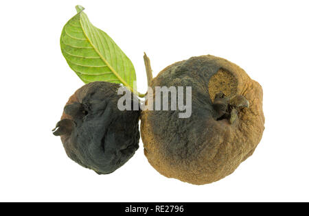 Rotten guava fruit isolated on white background Stock Photo