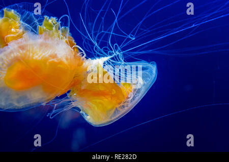 Fried egg jellyfish, Phacellophora, Camtschatica, against deep blue water background. Stock Photo