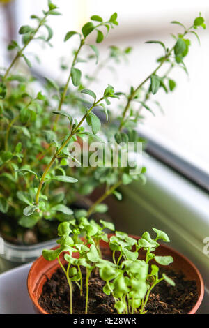 Windowsill herbs in pots, origanum herbs window growing herbs Stock Photo
