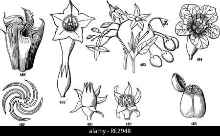 . Botany for young people and common schools. How plants grow, a simple introduction to structural botany. With a popular flora, or an arrangement and description of common plants, both wild and cultivated. Botany; Botany. POPULAR PLOBA. I8d Morning-Glory. Ipom&amp;a. CuMHON M. Annual; stem hairy, the hairs bent downwards; leaves heart-shaped, entire; flowers 3 to 5 on the peduncle; flowers purple or pink varying to white, opening early in the morning, closing in bright sunshine; pod 3-celled. Cult. &amp;c. /. purpurea. Wild M. (or Man-of-the-Eaeth). Smooth; root huge, perennial; leaves heart- Stock Photo