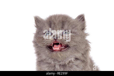 Meow Moe on X: Angry Persian Cat Meowing  #Cats #Cat #Kittens