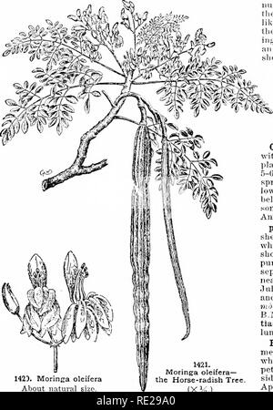 Cyclopedia of American horticulture, comprising suggestions for 