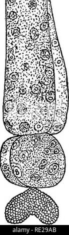 . An introduction to vegetable physiology. Plant physiology. THE GENEEAL STBUCTUEE OF PLANTS 11 important seaweeds and by a large number of fungi, as -well as by particular parts of some of the flowering plants, we have a number of protoplasts arranged together over the inner surface of a common cell-wall. The separate proto- plasts are often in such close contact with each other that their several outlines cannot be detected. They have the appearance of a mass of protoplasm lining the wall of a hollow, generally tubular, cavity, and having a large number of nuclei embedded in the mass. The pr Stock Photo