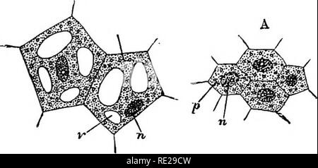 . An introduction to vegetable physiology. Plant physiology. THE GENEEAL STEUOTURE OF PLANTS 5 filled with a watery fluid. In the multicellular plants each chamber during hfe contains its own protoplast or little mass. Fig. 5 Vegetable Cells. A, very young; B, a little older, showing commencing formation of vacuole. p, protoplasm ; n, nucleus; v, a vacuole. of protoplasm, which is connected, as already mentioned, with its neighbours on all sides In such cavities the proto- plast when young usually occupies the whole of the interior (fig. 5, a), but when they are adult it generally lies as a pe Stock Photo