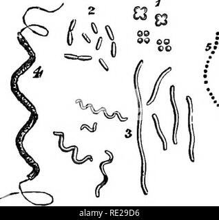 . An introduction to vegetable physiology. Plant physiology. THE GENEEAL STEUCTUEE OF PLANTS 3 these masses of protoplasm, or cells, may be as small as two, or may be enormous, as is the case in such plants as the gigantic seaweeds of the tropics or the tall terrestrial trees which abound all over the surface of the globe. Whether the plant is simple or complex, we find the same fundamental arrangement of its parts : there is a certain number of protoplasts, in close relationship with each other, supported upon a framework or skeleton which shows a wonderful variety of arrangement, its details Stock Photo