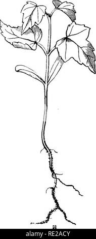 Simple Mapel Tree With Roots Young maple tree with roots in green bottle, isolated on white ...