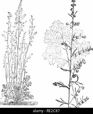 . Plants and their uses; an introduction to botany . B, same, ata later ...