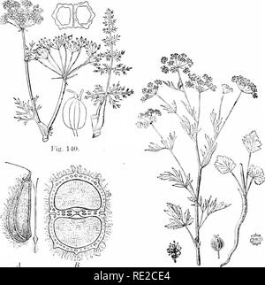 . Plants and their uses; an introduction to botany . B, same, ata later ...
