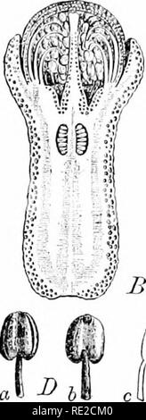 . Plants and their uses; an introduction to botany. Botany; Botany, Economic. HPirES 129. Please note that these images are extracted from scanned page images that may have been digitally enhanced for readability - coloration and appearance of these illustrations may not perfectly resemble the original work.. Sargent, Frederick Leroy, 1863-. New York, H. Holt and Company Stock Photo