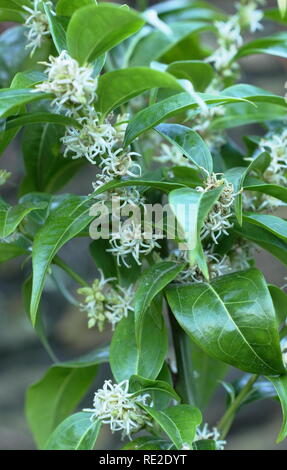 Sarcococca wallichii. Fragrant flowers of Sarcococca wallichii, also called Christmas box or Sweet box, in flower in a winter garden, UK Stock Photo