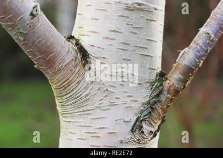 Betula utilis subtsp. Jacquemonitii 'Trinity College - a white barked Himalyan birch tree in winter, UK Stock Photo